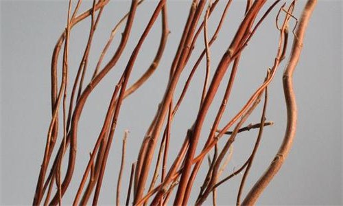 龙柳枝的水养方法（龙柳枝的水养方法视频）