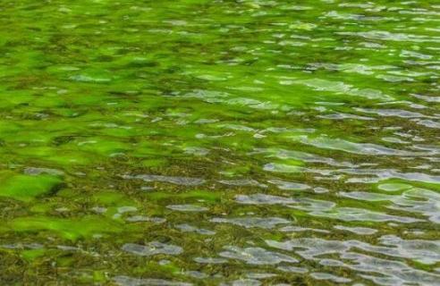 池塘绿藻怎么清除 池塘绿藻如何清除