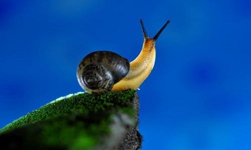 蜗牛是软体动物吗（蜗牛是软体动物吗图片）