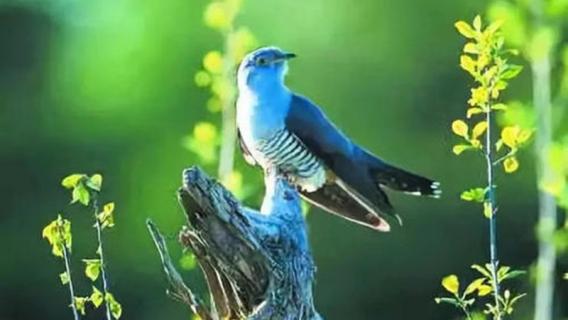 布谷鸟和杜鹃是一种鸟吗 杜鹃鸟又称布谷鸟吗