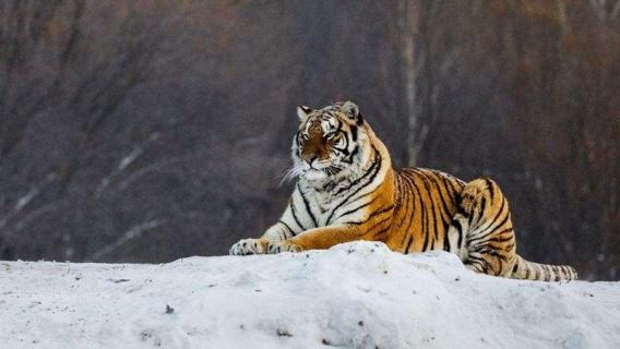 东北虎是几级保护动物（中国东北虎是几级保护动物）