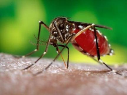 疟蚊和普通蚊子的区别 疟蚊和普通蚊子的区别在弟几页