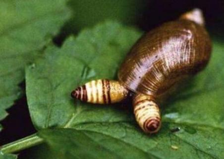 僵尸蜗牛能养吗 僵尸蜗牛能养吗 有毒