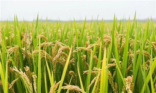 水稻是被子植物吗 稻子是被子植物吗