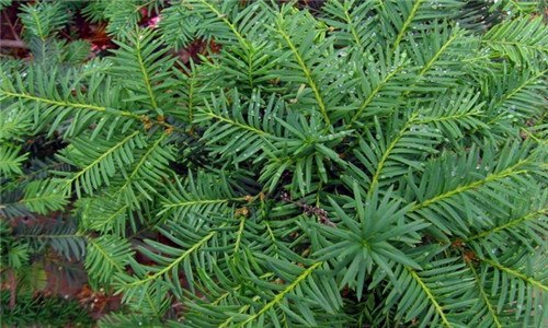 红豆杉是裸子植物吗 红豆杉是什么裸子植物还是被子植物?