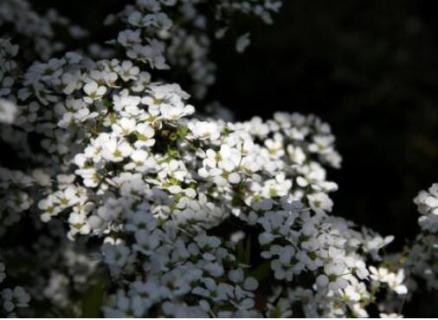 雪柳是什么植物 雪柳是什么植物图片