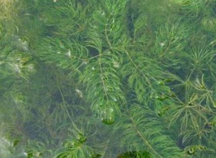 金鱼藻是被子植物还是藻类植物 金鱼藻是被子植物还是藻类植物图片