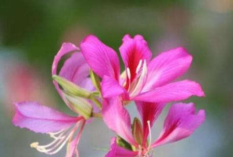 羊蹄甲是不是紫荆花 羊蹄甲和紫荆花是一种花吗