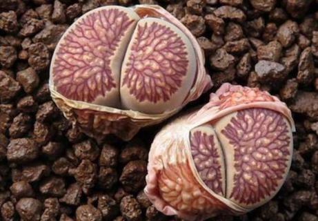 生石花蜕皮可以撕开吗（生石花蜕皮可以撕开吗怎么养）