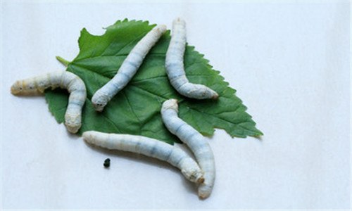 蚕吐丝的时候为什么会吐黄水 蚕吐丝前会吐黄水吗