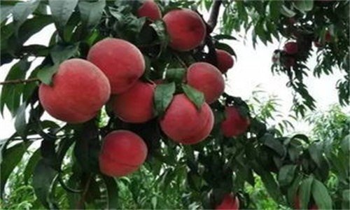 桃核能种出桃树吗 黄桃桃核能种出桃树吗