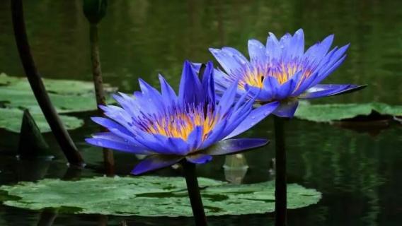 蓝莲花是什么花（许巍的蓝莲花是什么花）