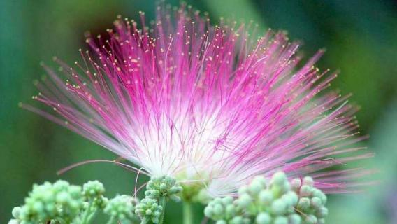 绒花是什么花（什么叫绒花）