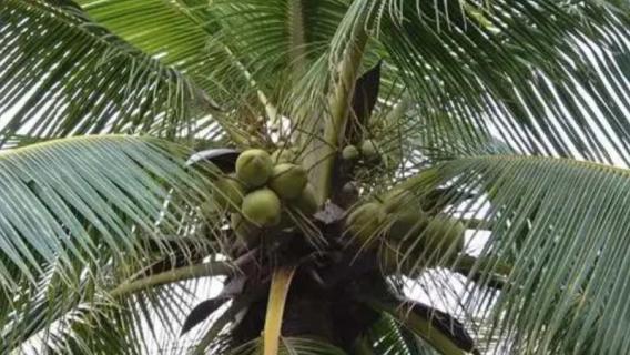 椰子树是常绿树吗 椰子树是常绿树吗还是落叶