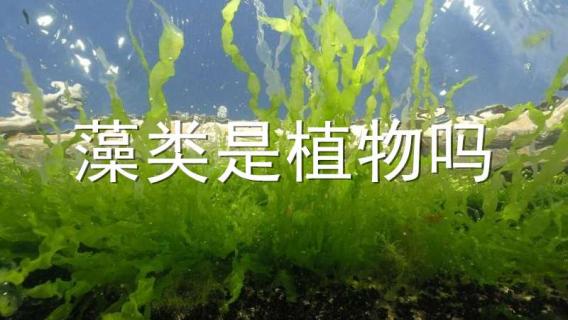 藻类是植物吗 藻类是植物吗?为什么?