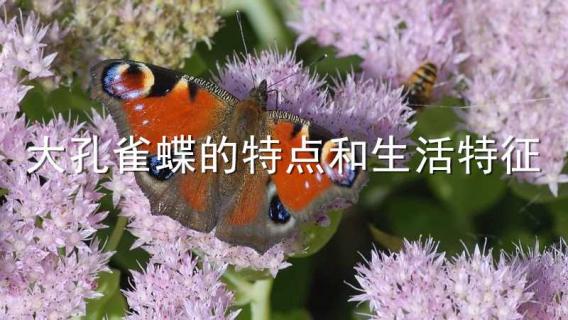 大孔雀蝶的特点和生活特征 大孔雀蝶的特点和生活特征50字