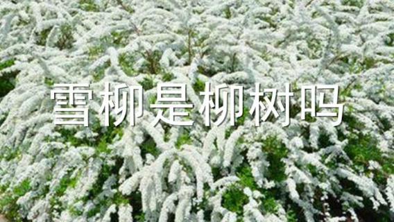 雪柳是柳树吗（雪柳是柳树吗图片）