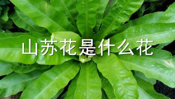 山苏花是什么花 山苏花会开花吗