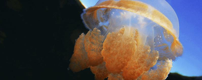 海蜇是水母吗，有毒吗，吃什么食物 海蜇是水母吗,有毒吗,吃什么食物最好