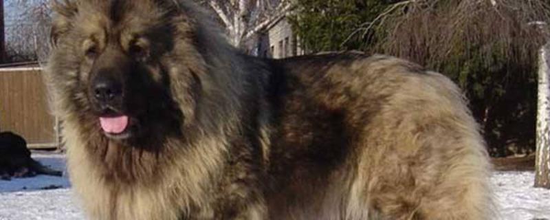 高加索犬和藏獒比起来哪个厉害 高加索和藏獒哪个更厉害