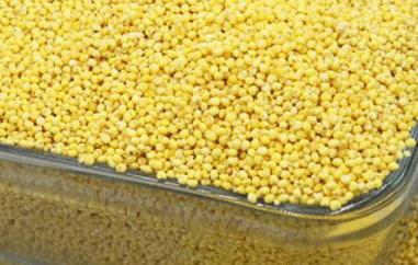 黍子米的功效与作用及食用方法 黍子米的营养价值