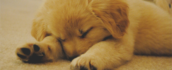 为什么狗睡觉时把嘴藏在前肢下（为什么狗睡觉时把嘴藏在前肢下方）