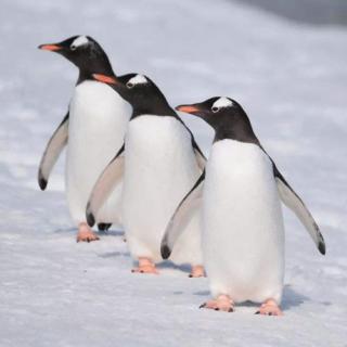为什么企鹅们喜欢列纵队行走