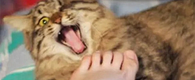 猫咪闻到脚臭后为什么会张开嘴 猫咪闻到脚臭后为什么会张开嘴巴