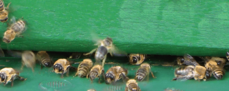 屋檐下的蜂窝一般都是什么蜂（屋檐下的蜂窝一般都是什么蜂子）