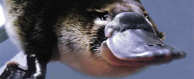 为什么说鸭嘴兽是哺乳动物 鸭嘴兽为什么是哺乳动物