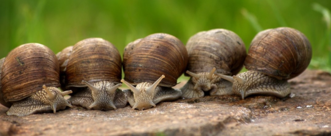 世界最可怕的十种蜗牛有哪些 世界上最可怕的蜗牛