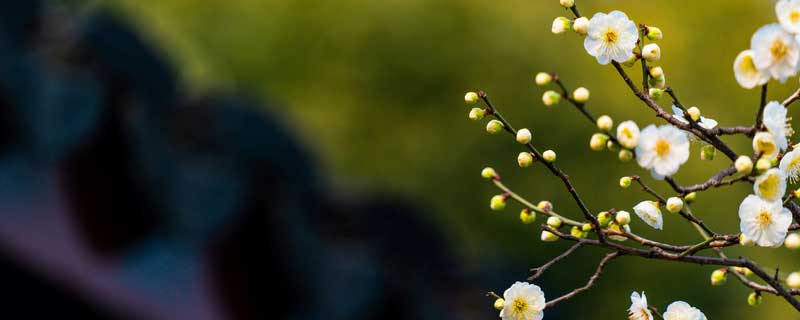 淘米水能浇花吗 馊了的淘米水能浇花吗