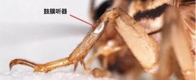 蟋蟀的“耳朵”为什么长在脚上（蟋蟀的耳朵长在触角上吗）