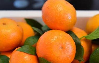 柑果和橘子有什么区别 柑果和橘子有什么区别图片