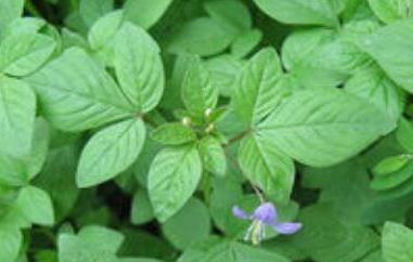 龙葵和白花菜区别 龙葵和白花菜区别在哪