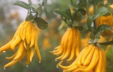 佛手柑的功效与作用 佛手柑的功效与作用吃法