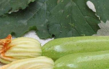 番瓜有什么功效与作用（番瓜的功效和作用）