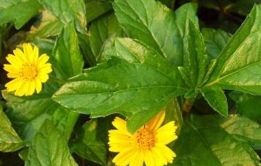 蟛蜞菊的功效与作用及禁忌 菊苣的功效与作用