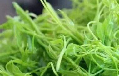 大叶莓茶和嫩芽的区别（大叶莓茶和嫩芽的区别图片）