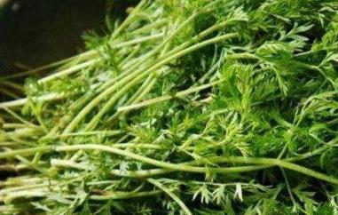 胡萝卜缨子的功效和作用 胡萝卜缨子的功效和作用是什么