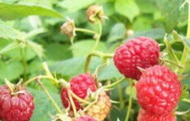 红树莓的功效与作用 怡颗莓红树莓的功效与作用