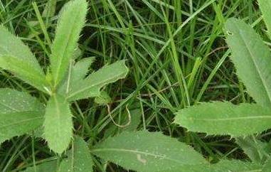 刺儿菜泡水喝的好处与功效 刺儿菜泡水喝的好处与功效视频