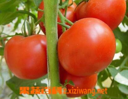 露天番茄种植技术（露天番茄种植技术论文）