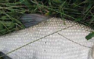 武昌鱼和鳊鱼的区别 武昌鱼和鳊鱼的区别是什么