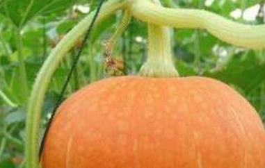 番瓜和南瓜的区别（番瓜和南瓜的区别百科）