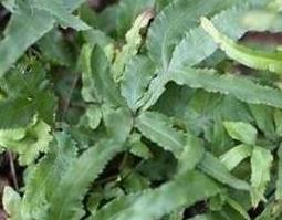 凤尾草的功效与作用及禁忌 凤尾草的功效与作用及禁忌症有哪些