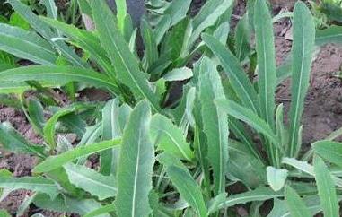 杀死癌细胞最狠的野菜 杀死癌细胞最狠的野菜蒲公英
