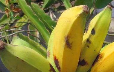 牛角蕉和香蕉区别 牛角蕉和芭蕉的区别