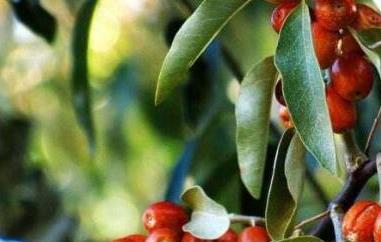 沙枣仁的功效与作用及禁忌 沙枣仁的功效与作用及禁忌症有哪些