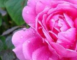 玫瑰花与月季花的区别 玫瑰花与月季花的区别用图片比较说明